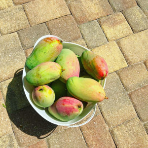 fresh mangoes in a bowl